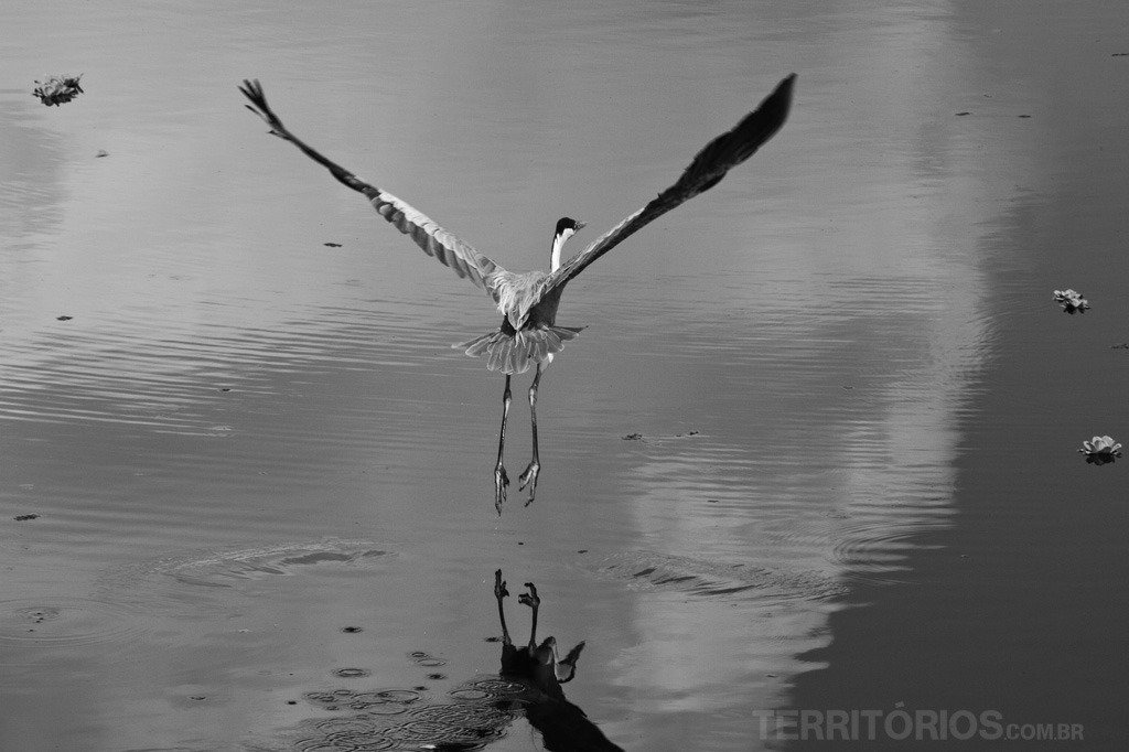 Garça no Pantanal, Brasil