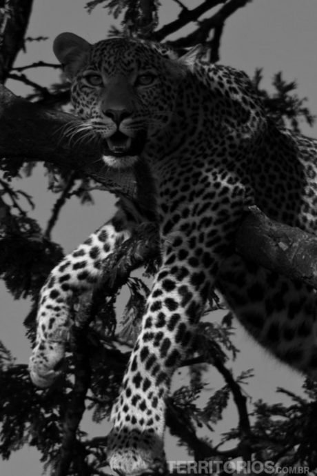 Leopardo no Maasai Mara