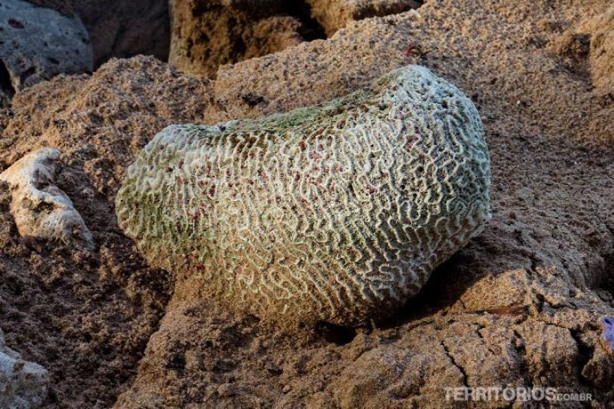 Comum encontrar corais na areia