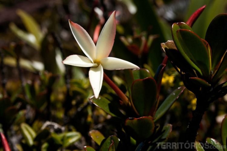 Flor endêmica no Monte Roraima