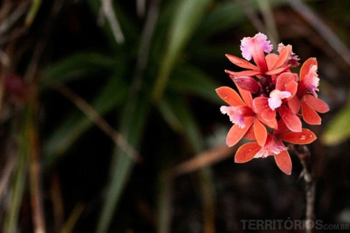Epidendrum secundum, uma mini orquídea