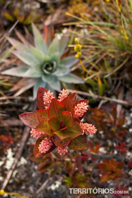 Flor endêmica do Monte Roraima