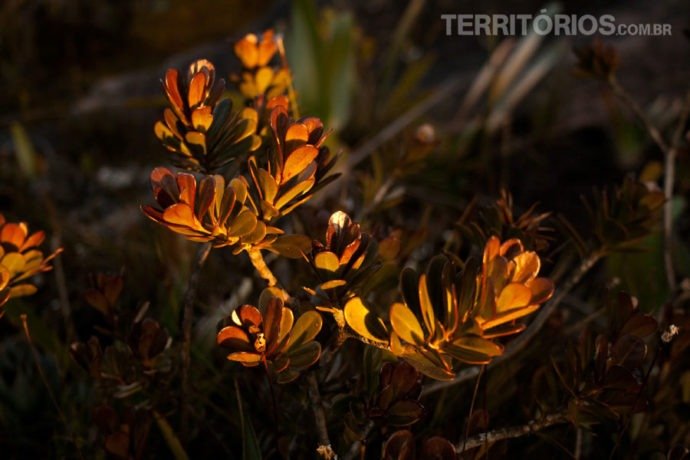 Planta nos jardins pré-históricos do Monte Roraima