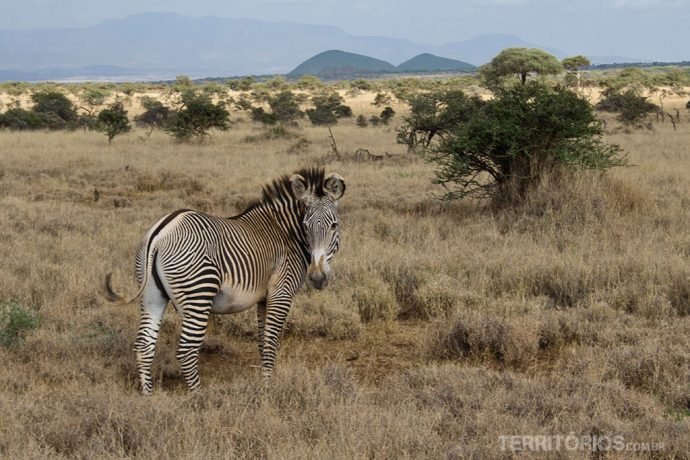 As maravilhosas zebras ficavam só nos observando