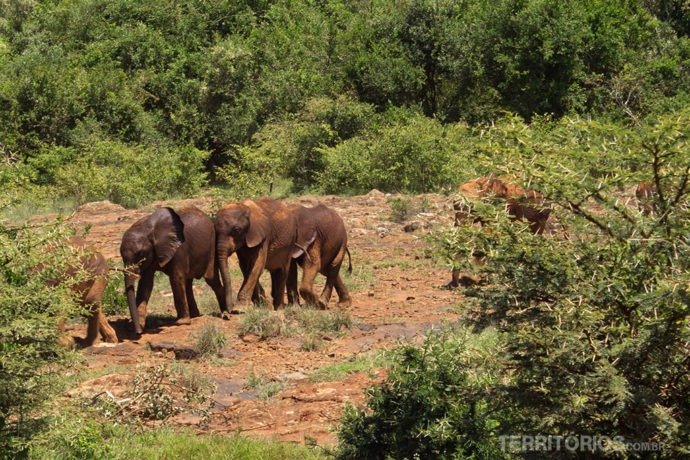 Visita ao orfanato de elefantes no roteiro 10 dias no Quênia