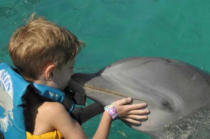 Os golfinhos são animais doces e inteligentes