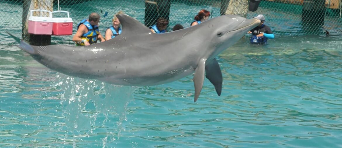 golfinhos em Isla Mujeres