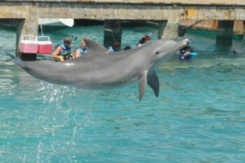 golfinhos em Isla Mujeres