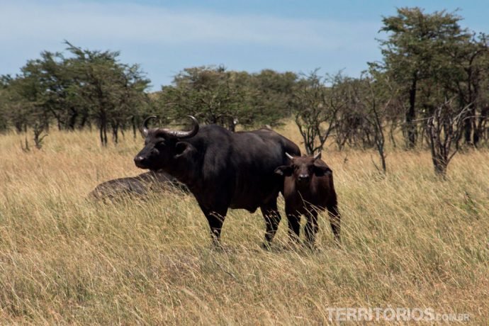 Búfalos em Maasai Mara