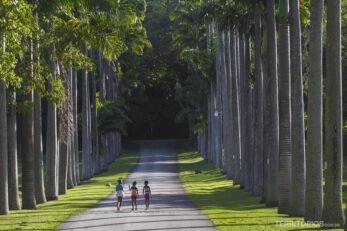 O que fazer em Barbados