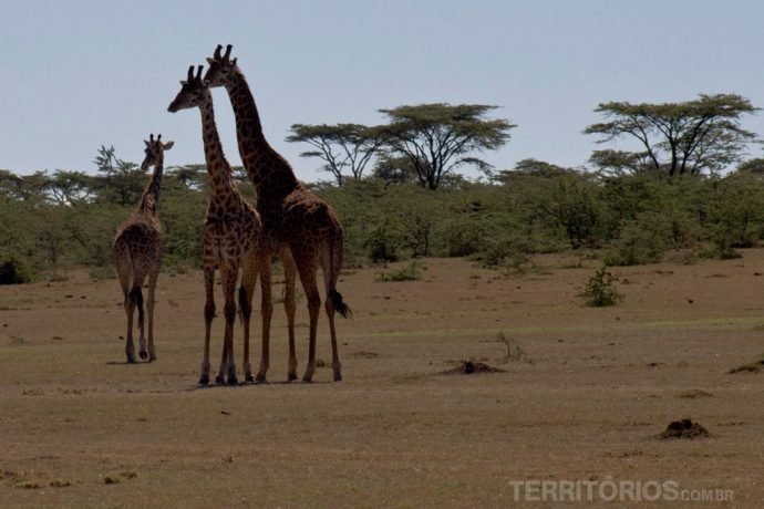 Família de girafas em Lewa