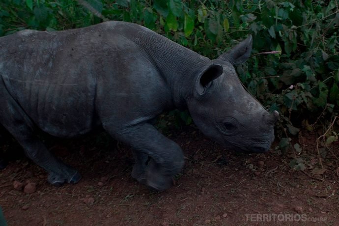 Lewa tem a maior concentração de rhinos em todo mundo