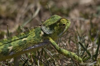 camaleão