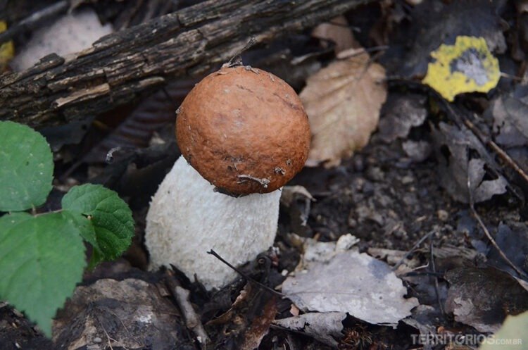 Cogumelo em bosque nos Apeninos