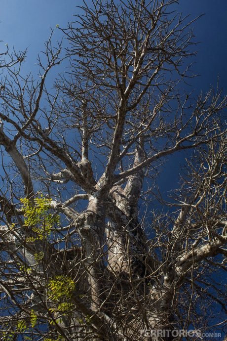 Baobá na época que perde as folhas