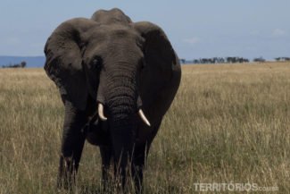 Elefante africano, um dos 5 animais africanos do Big Five