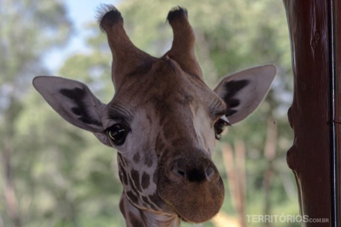 Giraffe Center em Nairóbi