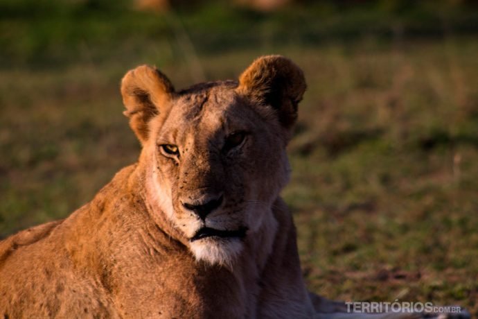 Leoa em Maasai Mara. Leão é um dos 5 animais africanos do Big Five
