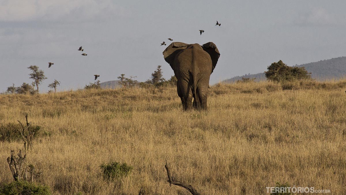 Elefante, um dos animais africanos, visto de costas