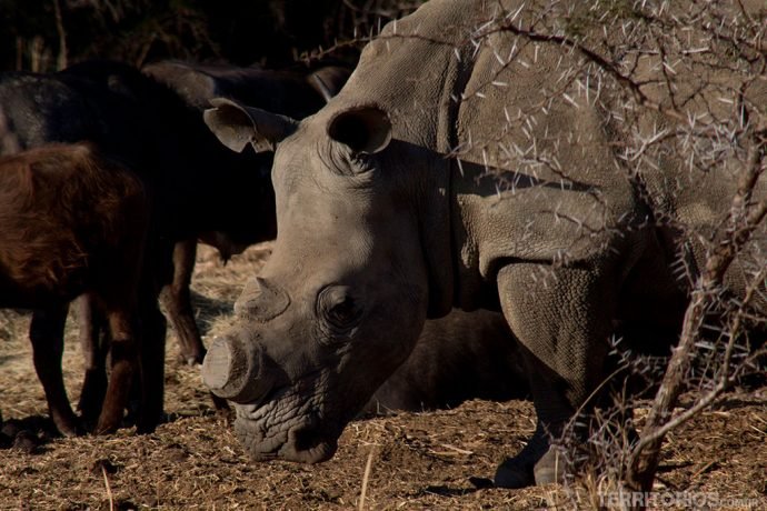Rinocerontes mutilados perto do Kruger Park