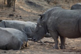 Rinoceronte na África do Sul