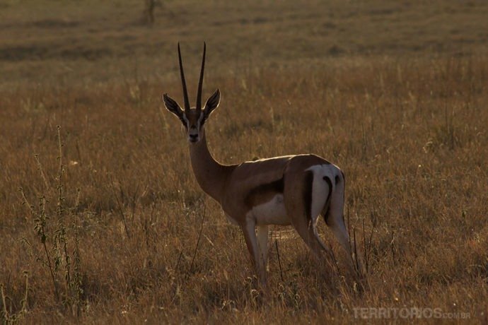 animais africanos: impala