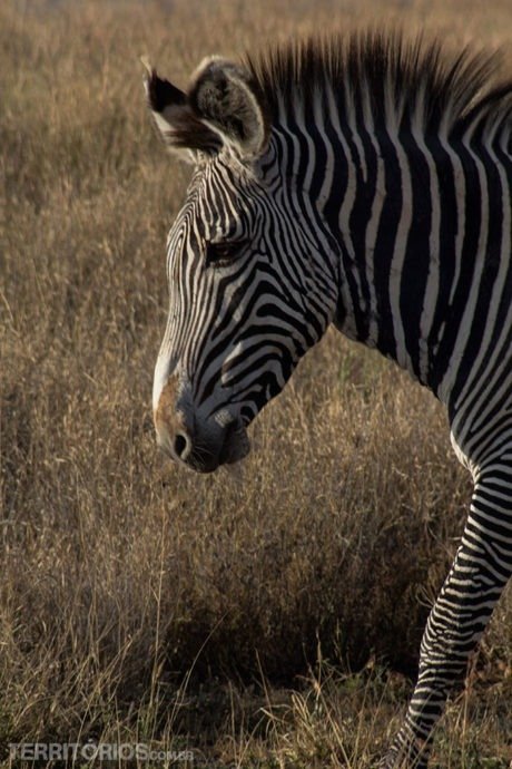 animais africanos: zebra