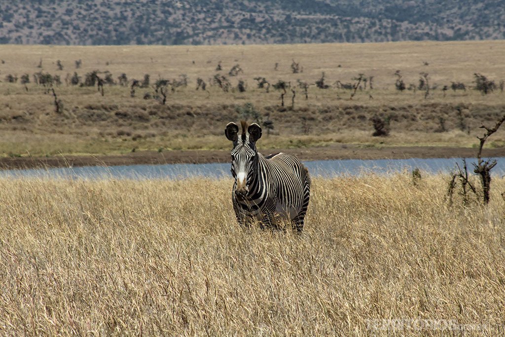 Zebra Grevy's