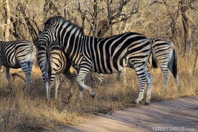 Zebras na África do Sul
