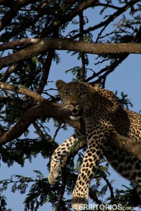 Leopardo em Maasai Mara