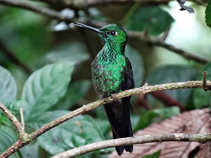 Colibri na Costa Rica por Eduardo Masiero