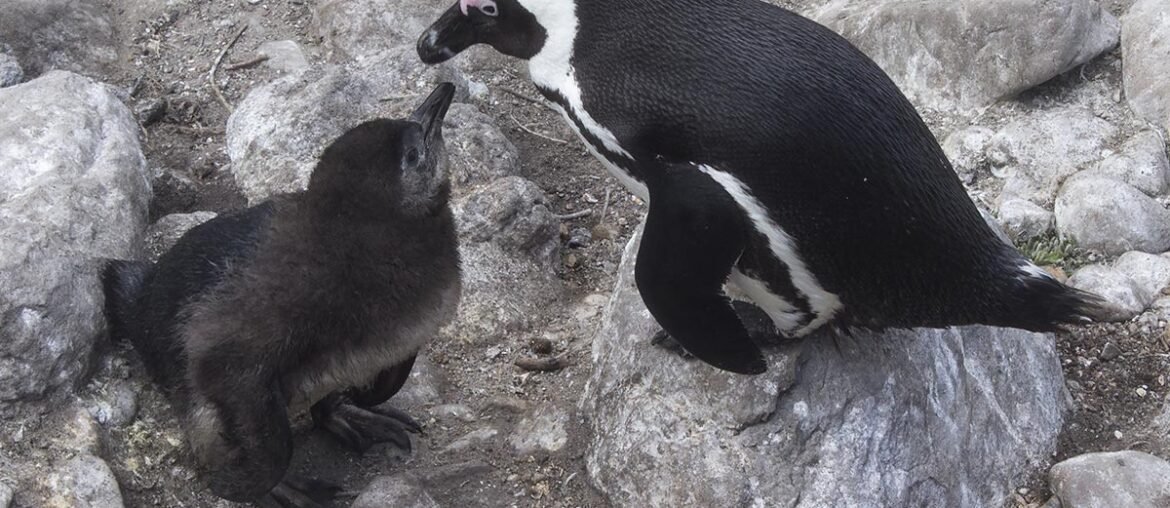 Onde ver pinguins em Cape Town
