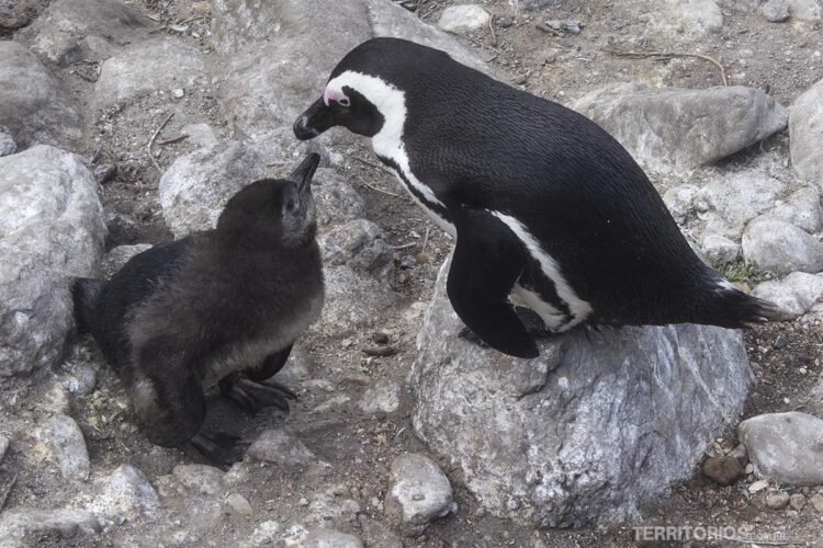 Onde ver pinguins em Cape Town