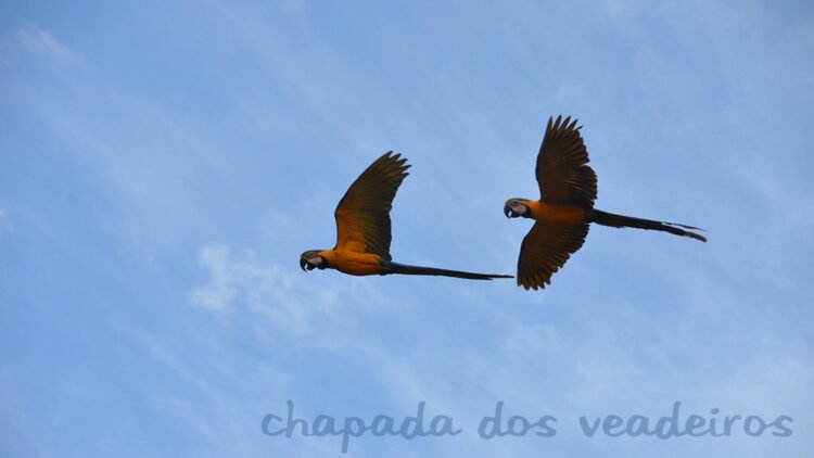 Araras voam na Chapada dos Veadeiros, centro-oeste do Brasil