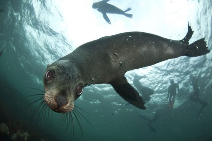 Foto da Animal Ocean com equipamento perfeito para mergulhar