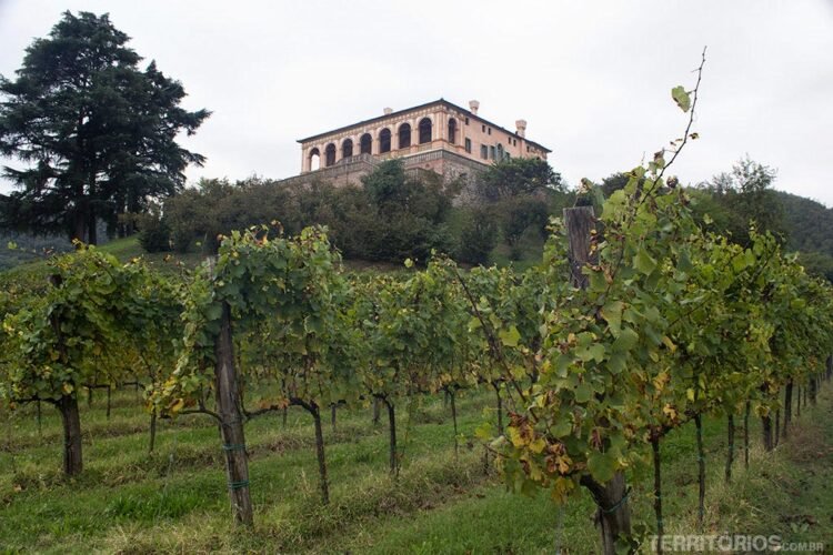 Parreiral na Villa dei Vescovi