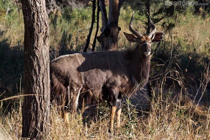 animais africanos: kudu