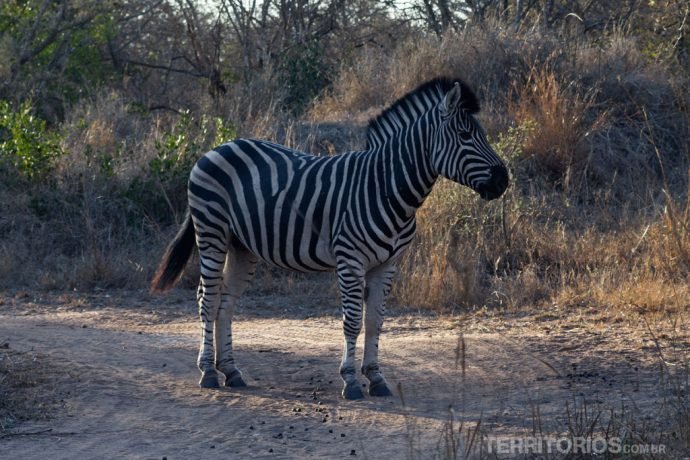 Zebra durante o safari a pé