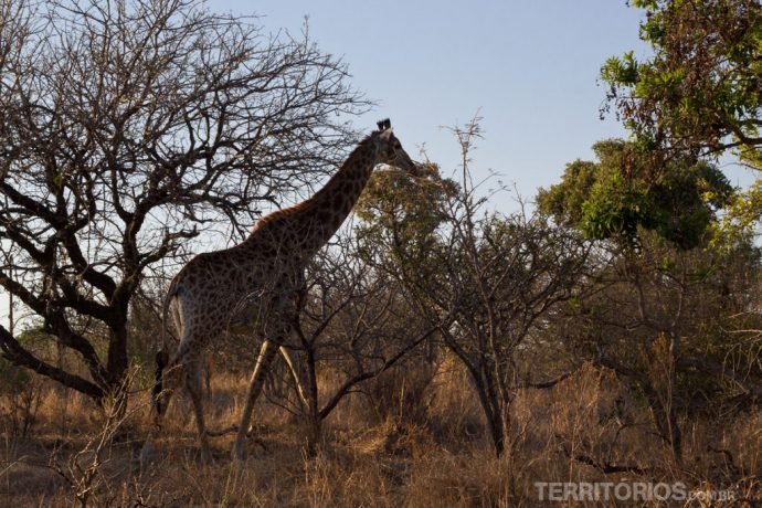 Girafas surgiram de noite e pela manhã