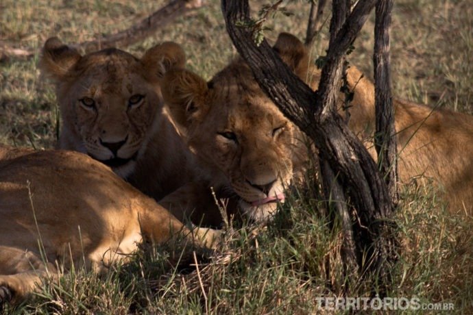 Leão adolescente me encarando em Maasai Mara