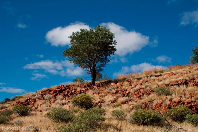 Fotos Austrália: Outback por Roberta Martins