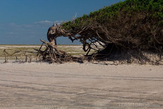 Árvore da Preguiça na Praia do Preá