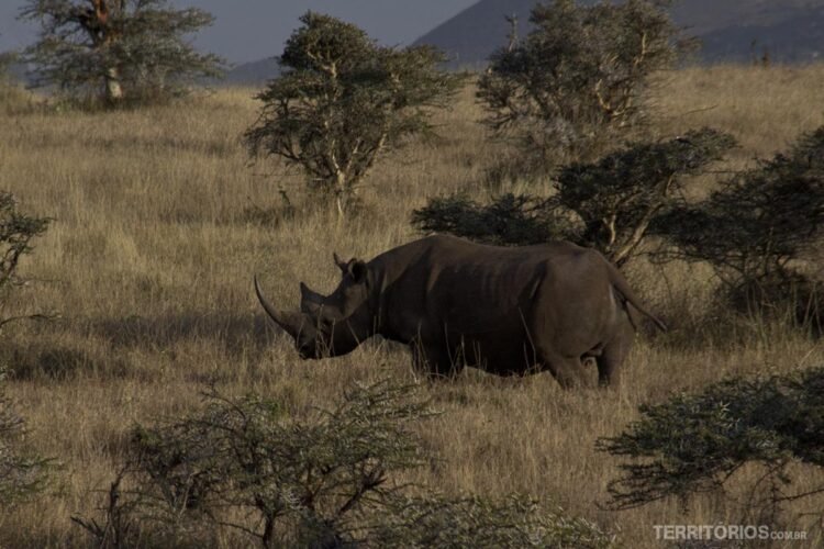 Rinoceronte em Lewa