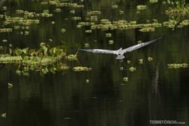 Garça plana sobre o Rio Miranda, no Pantanal