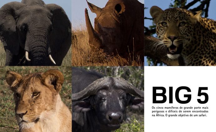 Big Five: o objetivo de um safari