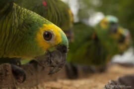 Safari fotográfico no Pantanal