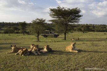 Leões observados durante safari em Masai Mara