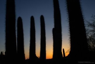 jardim botânico do deserto