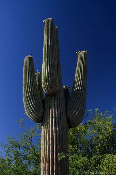 Saguaro é o símbolo do deserto americano