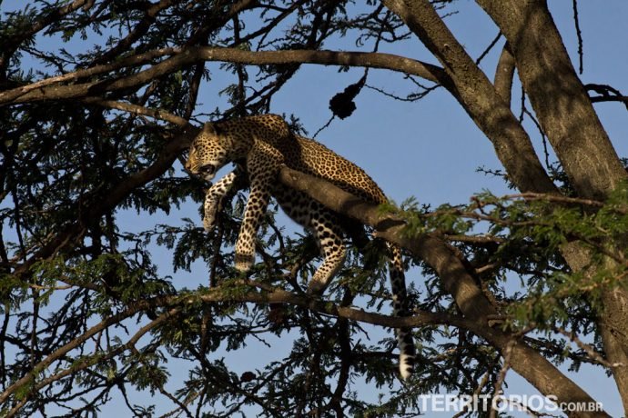 Leopardo em Maasai Mara